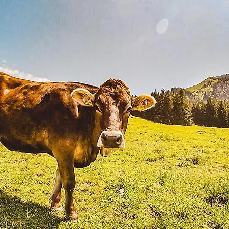 Loft Mit Seeblick Und Innenpool Διαμέρισμα Petersthal